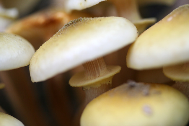 Il Genere Armillaria